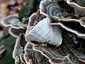 Lepketapló (Trametes versicolor), Budai-hegység